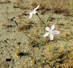 Stephanomeria exigua exigua