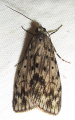 Sommeria meridionalis