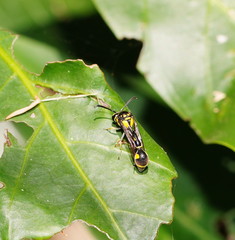 Eumenes simplicilamellatus