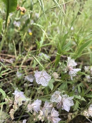 Phacelia exilis
