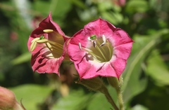 Nicotiana tomentosa