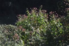 Nicotiana tomentosa