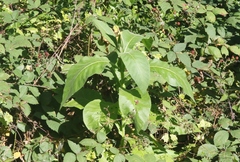 Nicotiana tomentosa