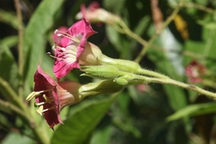 Nicotiana tomentosa