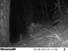 Mephitis macroura milleri