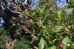 Nicotiana tomentosa