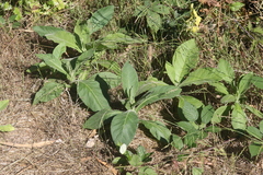 Nicotiana tomentosa