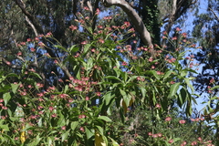 Nicotiana tomentosa