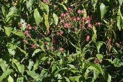 Nicotiana tomentosa