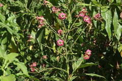 Nicotiana tomentosa