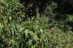 Nicotiana tomentosa