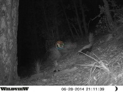 Mephitis macroura milleri