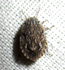 Sciocorini