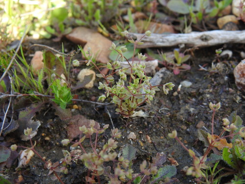 Image of Radiola linoides by (c) Duarte Frade, some rights reserved (CC BY)
