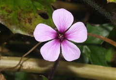 Geranium maderense