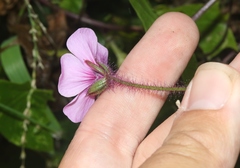 Geranium maderense
