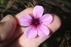 Geranium maderense
