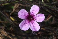 Geranium maderense