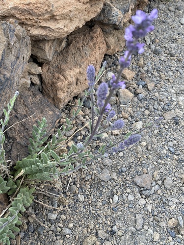 Nepeta teydea, photograph 4