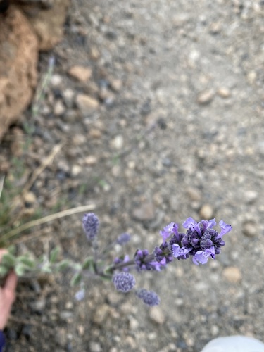 Nepeta teydea, photograph 5