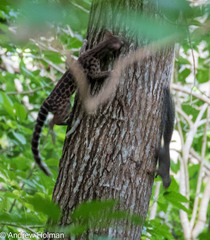 Servaline Genet photo 2