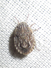 Sciocorini
