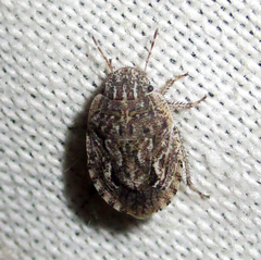 Sciocorini
