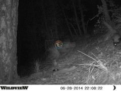 Mephitis macroura milleri