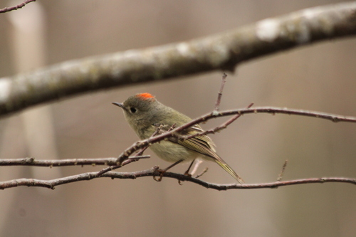Ruby-crowned Kinglet photographed in Maine