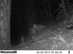 Mephitis macroura milleri