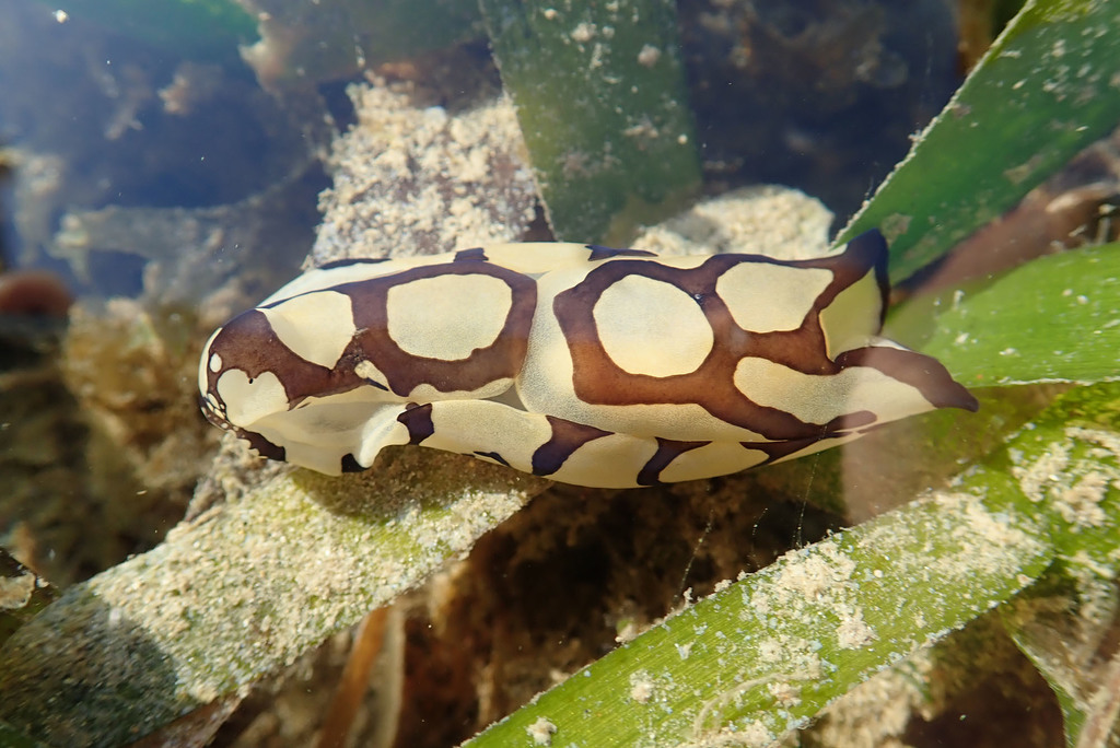 Pilsbry's Head Shield Slug