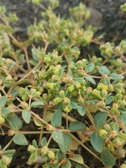 Euphorbia ocellata ocellata