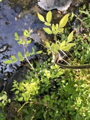 Angelica tomentosa