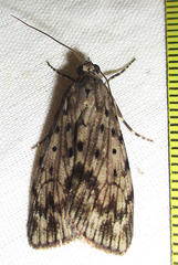 Sommeria meridionalis