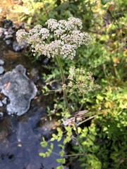Angelica tomentosa