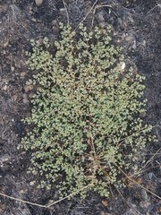 Euphorbia ocellata ocellata