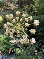 Angelica tomentosa
