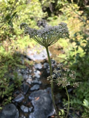Angelica tomentosa