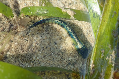 Coryphaena