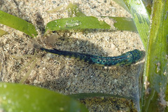 Coryphaena