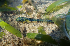Coryphaena