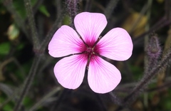 Geranium maderense