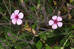 Geranium maderense