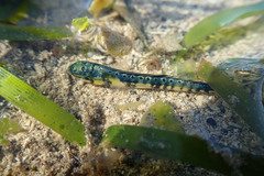 Coryphaena