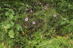 Geranium maderense