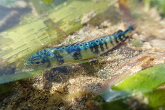 Coryphaena