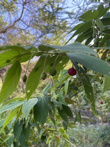 Muntingia calabura, 2025-04-19