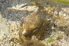 Thalamitinae