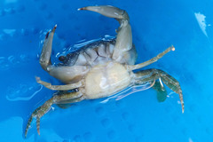 Thalamitinae