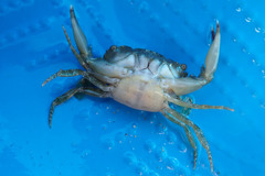 Thalamitinae